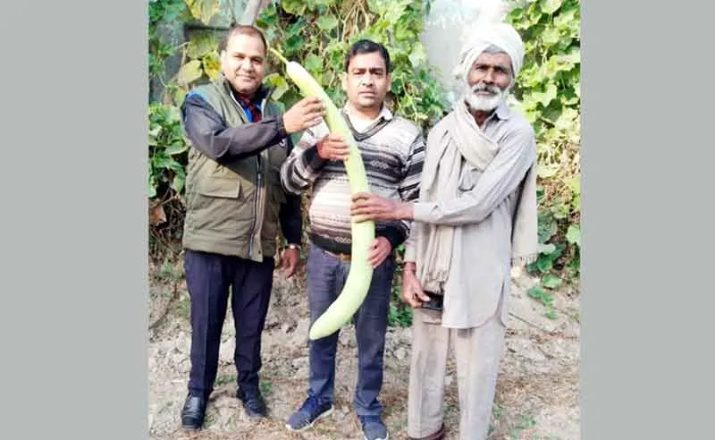 घीया उगाकर हजारों रुपए कमा रहा किसान वीरभान