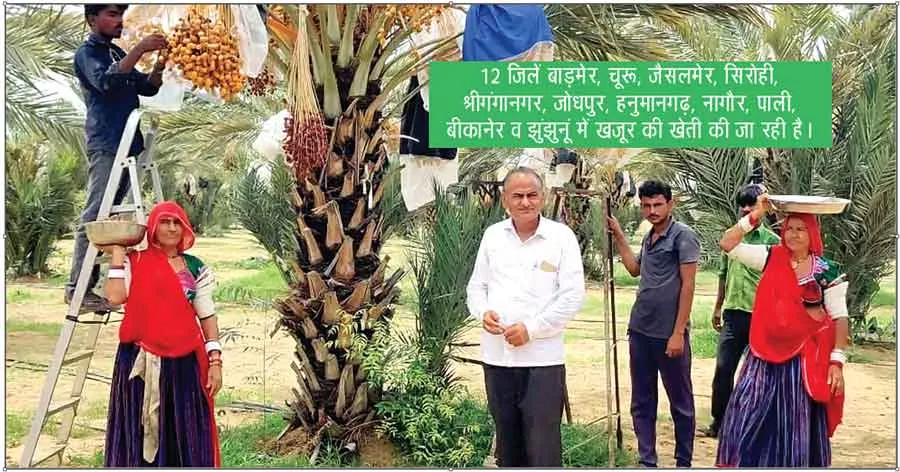 केहराराम चौधरी ने खजूर की खेती से कमाए करोड़ों रुपए
