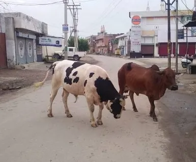 बुजुर्ग को बेसहारा सांड ने उठाकर जमीन पर पटका, गंभीर घायल