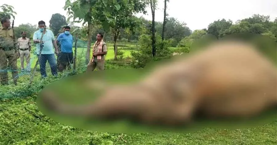 करेंट की चपेट में आने से जंगली हाथी की मौत