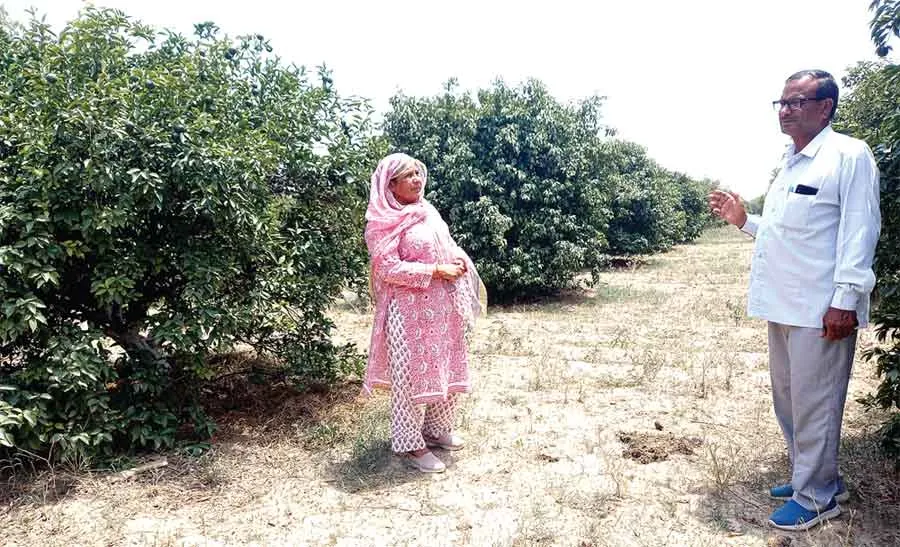 किन्नू की फसल में 70 से 75 % तक का नुकसान