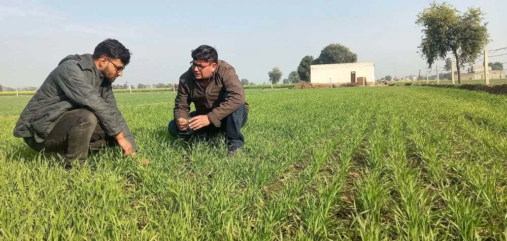 अब गेहूं में नहीं पड़ेगी रसायनों की जरूरत, ब्रह्मास्त्र व नीमास्त्र सहित 4 पदार्थ करेंगे पोषण