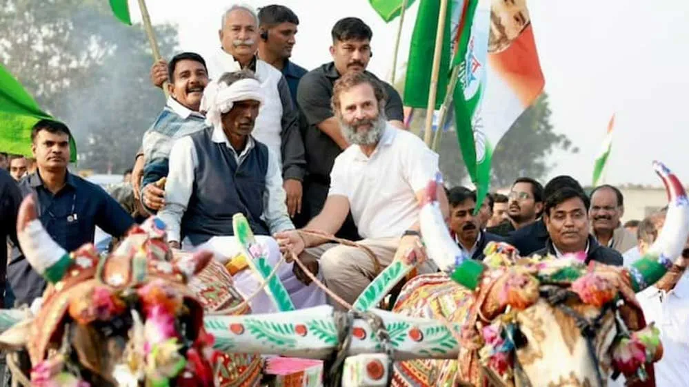राहुल गांधी ने चलाई बैलगाड़ी