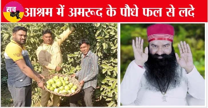 मीठे अमरूदों का स्वाद चखना हो तो चले आइए नुहियांवाली के ‘साध बेला धाम’
