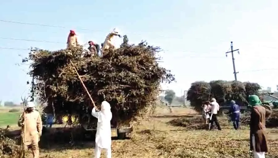 बनछटियों की सेवा में जुटे सेवादार