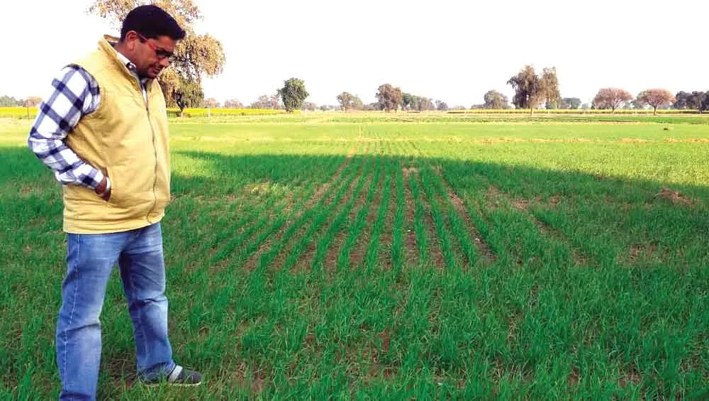 किसान बोले, ठंड व धुंध से गेहूं को मिलेगी नई रंगत