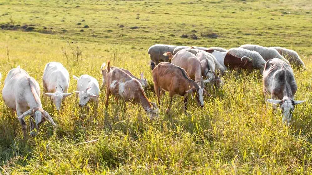 बकरी पालन में इतनी तरक्की, जानें कैसे करें पालन | Bakri Palan Kaise Karen