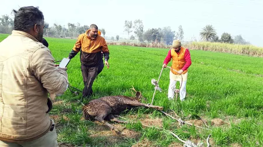 नाले में गिरे बारहसिंगे को ग्रामीणों ने निकाला बाहर