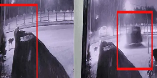 चंडीगढ़ में थार ने युवती को उड़ाया, सड़क किनारे कुत्तों को खाना डाल रही थी…