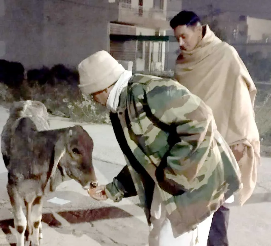 कंपकंपा देने वाली ठंडी रातों में भी गऊ सेवा में जुटे डेरा सच्चा सौदा के सेवादार
