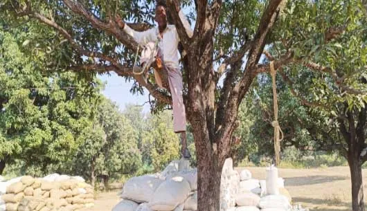 गले में रस्सी बांधकर पेड़ पर चढ़े किसान, जानें क्या है मामला