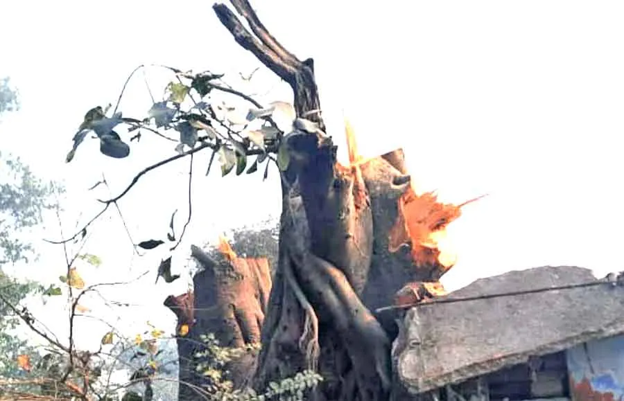 पीपल व बरगद के पेड़ों पर चला कुल्हाड़ा
