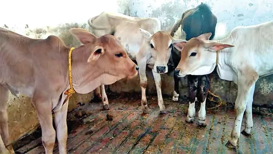अब इंसानों के साथ-साथ दुधारू पशुओं के भी आधार कार्ड!