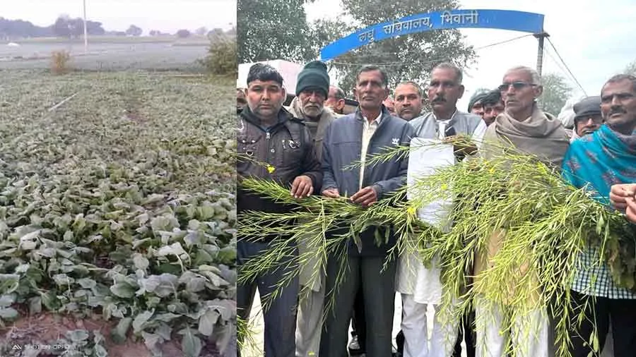 चिंताजनक : भिवानी जिले के कई गाँवों में किसानों की मेहनत पर फिरा पानी