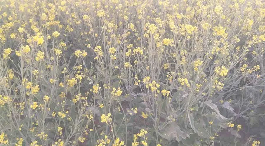 सरसों की फसल पर पड़ी सर्दी की मार: फसल बर्बाद