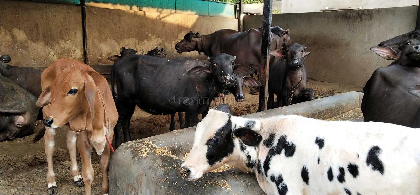 कड़ाके की ठंड में दुग्ध उत्पादन पर पड़ा असर