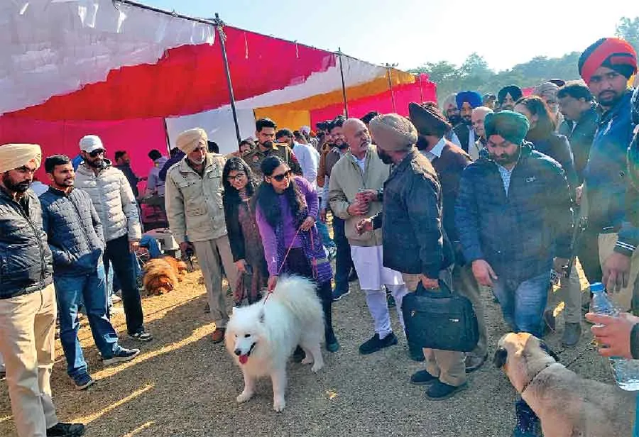 डाग शॉ में पहली बार पहुंचे विदेशी व दुर्लभ नस्लों के डॉग