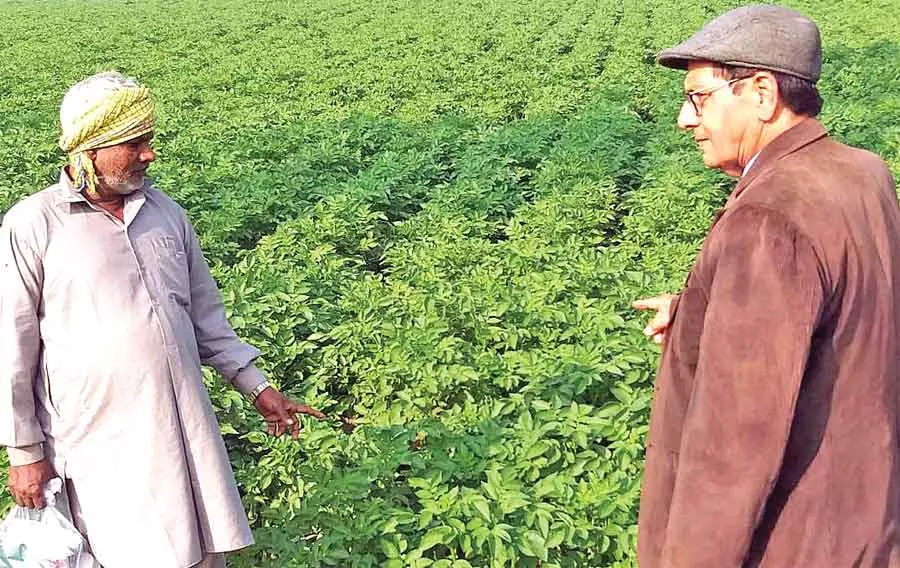 आलू-टमाटर की खेती करने वाले किसान हो जाएं सावधान
