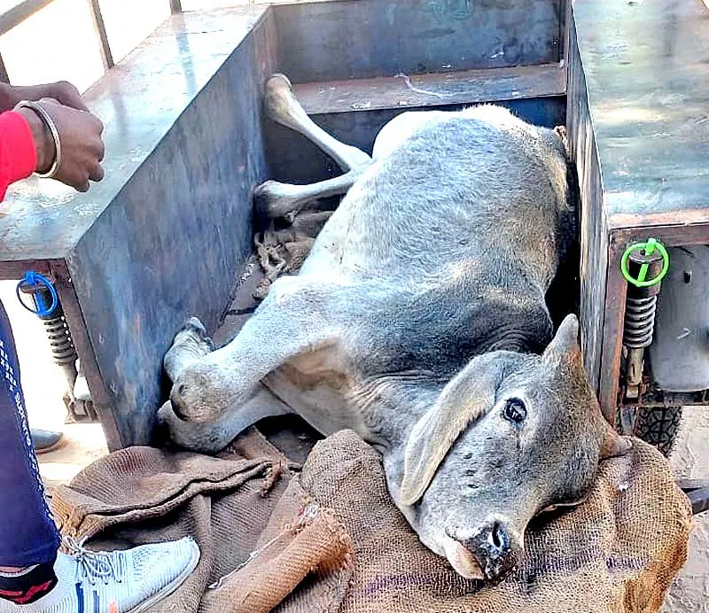 ठंड में बीमार गोवंश का कराया इलाज