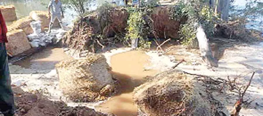 एनजीसी भाखड़ा टूटी, 90 एकड़ फसल जलमग्न