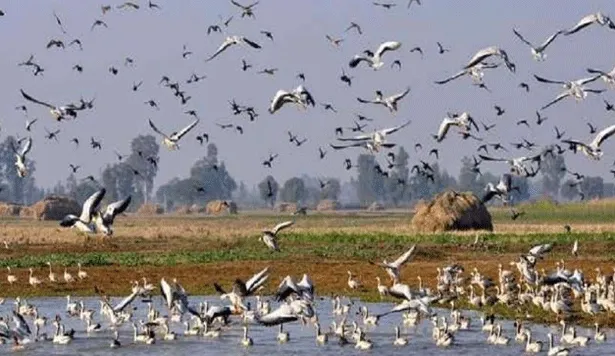 जलाशयों में दिखाई दे रही प्रवासी पक्षियों की अटखेलियाँ