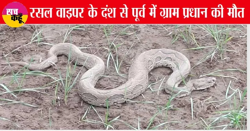 खतरनाक रसल वाइपर साँप ने उड़ाये ग्रामीणों के होश