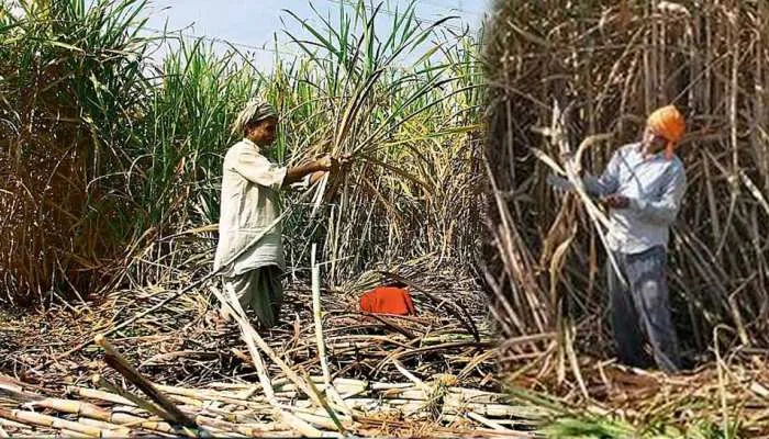 जानें, गन्ने की फसल कितने दिन में तैयार होती है | Ganne ki kheti