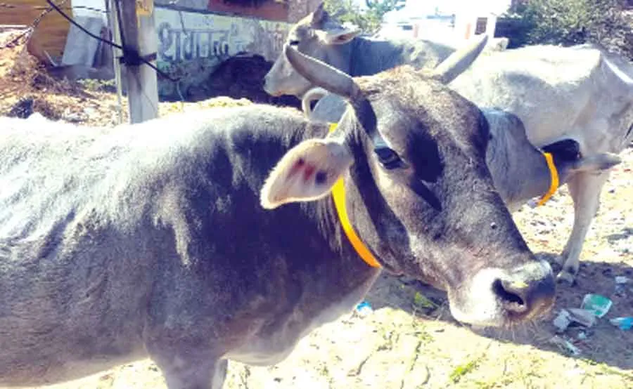ताकि सड़क हादसों में न जाए किसी की जान