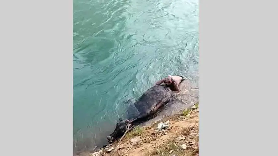 कड़ाके की ठंड के बावजूद गाय की जिंदगी बचाने के लिए भाखड़ा नहर में कूदे सेवादार