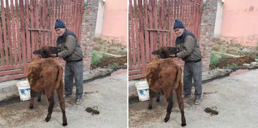डेरा श्रद्धालु प्रत्येक क्षेत्र में कर रहे नई मिशाल पेश
