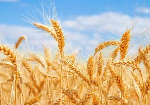 Wheat