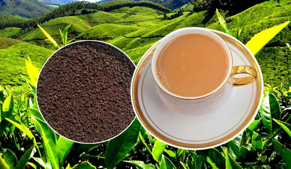 जानें, चाय की खेती कैसे करें, भारत में यह खेती कब, कहां और कैसे होती है? | Chai Ki Kheti