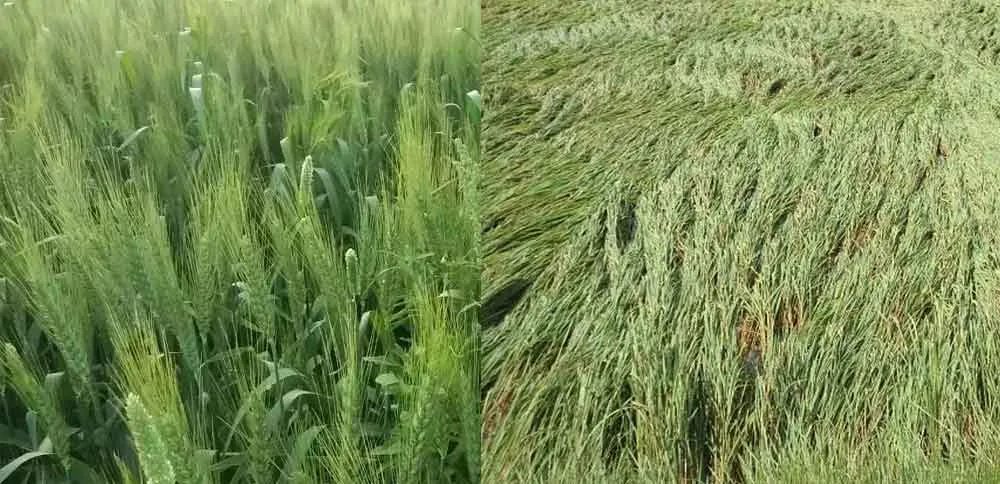 तेज हवाओं व मौसम की उठापटक ने बढ़ाई किसानों की चिंता