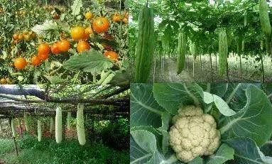 रंग-बिरंगी सब्जियों से मशहूर हुए कोटा के किसान जयप्रकाश