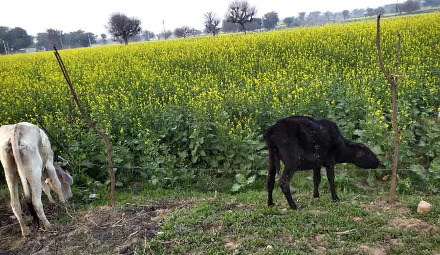 पहरेदारी में कट रही किसानों की सर्द रातें