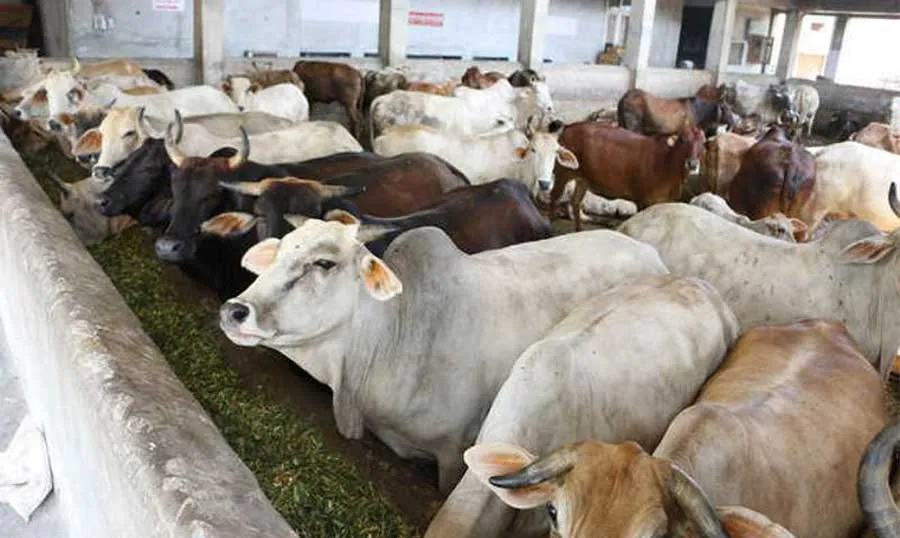 ‘नया बजट गौशालाओं की आर्थिक स्थिति में लाएगा सुधार’