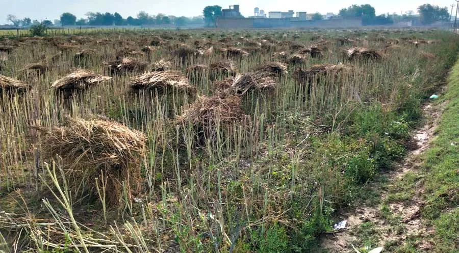 बेमौसमी बारिश ने किसानों की उम्मीदों पर फेरा पानी