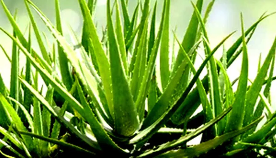 Aloe Vera Juice Peene ke Fayde