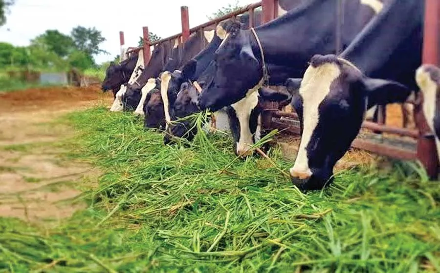 किसान पशुचारा बिजनस में करें अच्छी कमाई