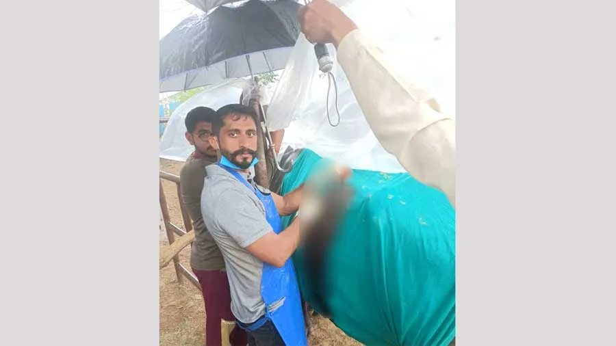 सराहनीय : डॉ. प्रवीण ने बारिश के बीच छाता लगाकर किया भैंस का ऑपरेशन, पेट से निकाली कीलें