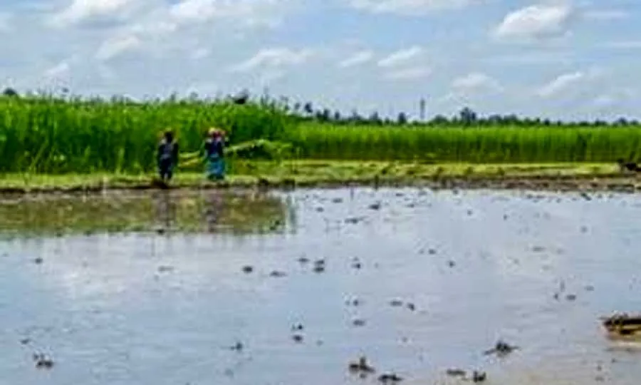 21 हजार 985 एकड़ खेती योग्य भूमि को जलभराव से मिलेगी निजात