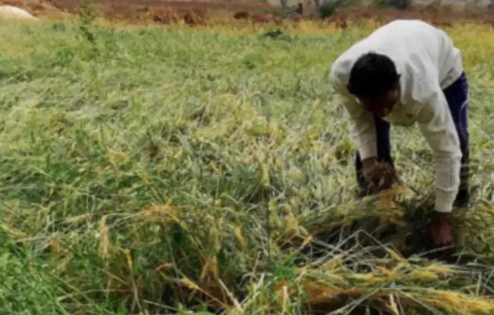 फसल बीमा के नाम पर पैसे इकट्ठे कर रहे कुछ लोग, किसी को पैसे न दें