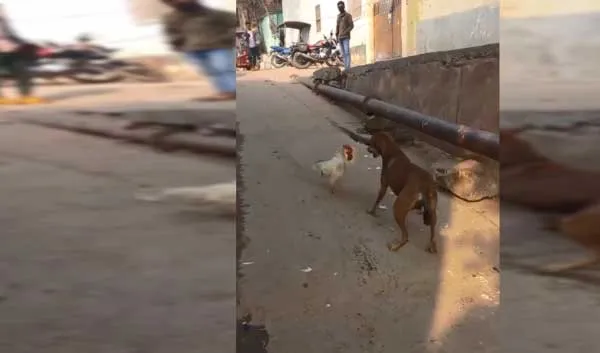 funny viral Video: मुर्गे ने किया कुत्ते पर हमला और फिर कुत्ता भागता नजर आया, वीडियो हुआ तेजी से वायरल