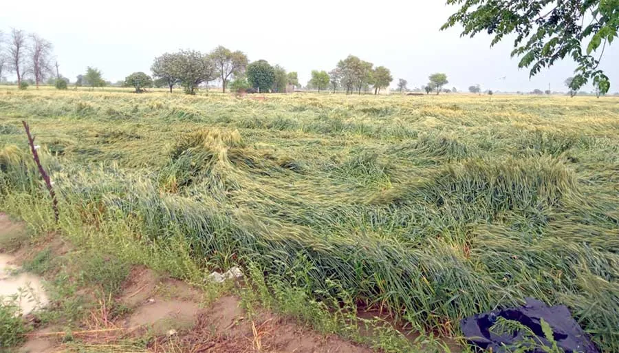 Weather: बारिश ने फिर बरपाया कहर! गेहूं की फसल को बड़ा नुकसान, 24 मार्च तक मौसम विभाग का अलर्ट