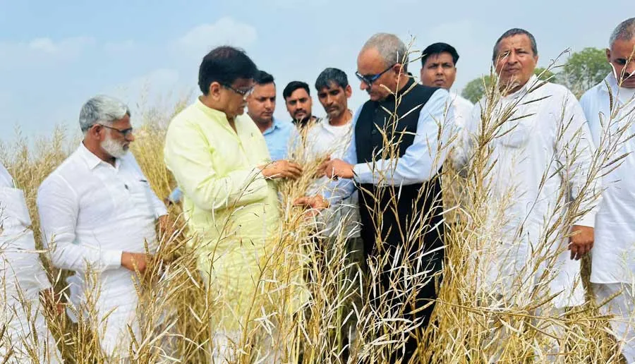 ओलावृष्टि से बर्बाद फसलों को जायजा लेने खेतों में पहुंचे धनखड़
