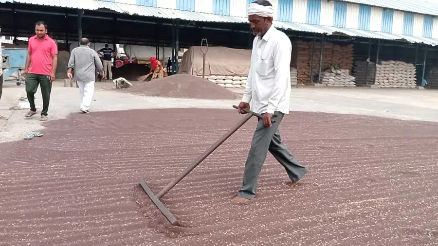 ई-खरीद पोर्टल खराब, दूसरे दिन भी नहीं हुई सरसों की खरीद