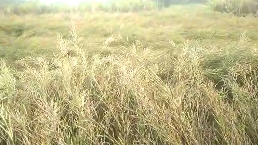 बारिश ने बढ़ाई धरती पुत्र की परेशानी सरसों की फसल पर पड़ा बारिश का असर