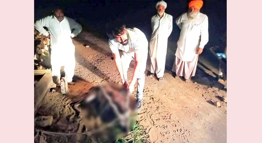 कुत्तों के काटने से काला हिरण घायल