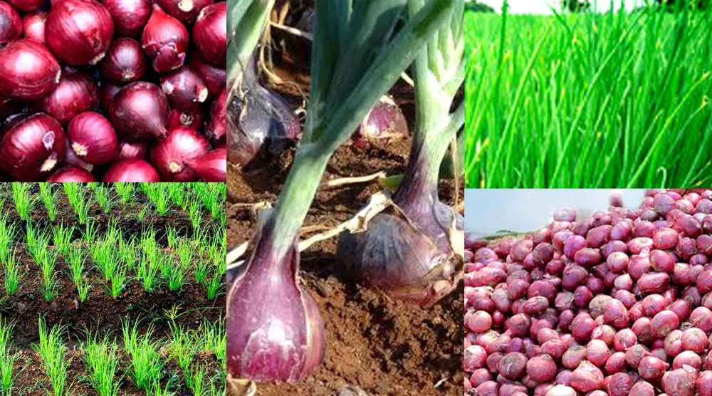 प्याज की खेती के कुछ महत्वपूर्ण और गोपनीय तत्व