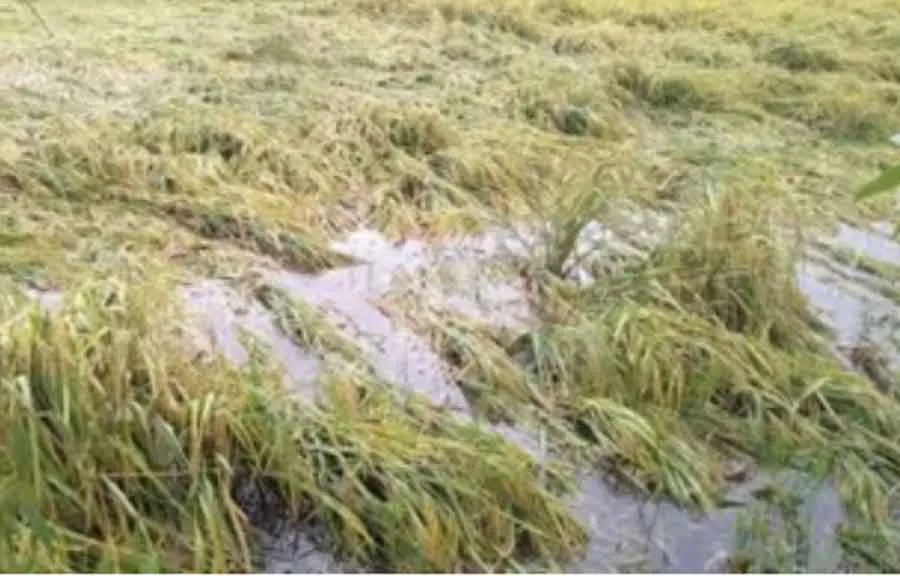 Sirsa News: ओलावृष्टि से बर्बाद फसलों के मुआवजे को लेकर किसानों ने दिया धरना
